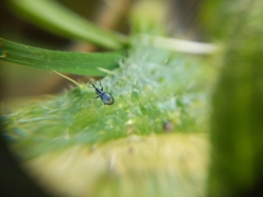 Ceratapion gibbirostre