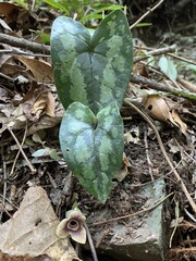 Asarum yaeyamense