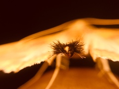 Diaphania fumosalis