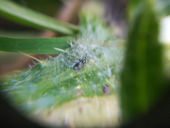 Ceratapion gibbirostre