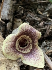 Asarum yaeyamense