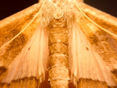Diaphania fumosalis