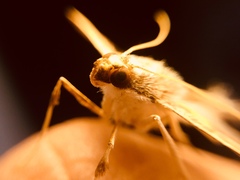 Diaphania fumosalis