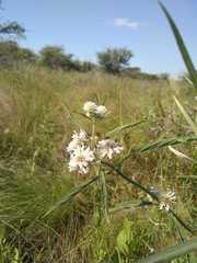 Hyptis lappacea