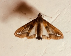 Diaphania fumosalis