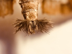 Diaphania fumosalis