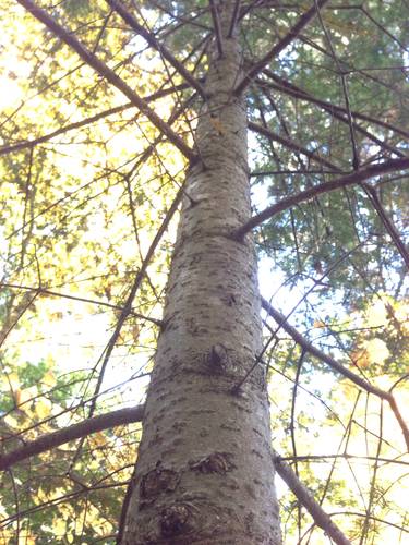 North Trail