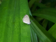 Zizula hylax pygmaea