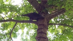 Nestor meridionalis septentrionalis