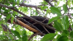 Nestor meridionalis septentrionalis