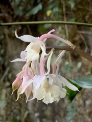 Calanthe arisanensis