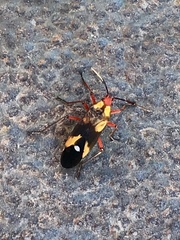 Oncopeltus guttaloides