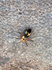 Oncopeltus guttaloides