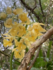 Calanthe striata