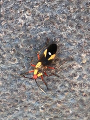 Oncopeltus guttaloides