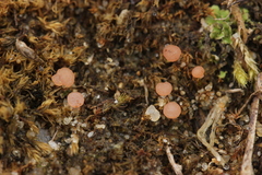 Roseodiscus formosus