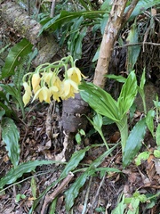 Calanthe striata