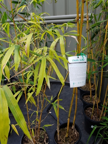 Asian lemon bamboo (Bambusa eutuldoides)