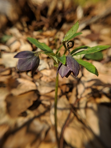 Crnocrveni kukurijek (Helleborus atrorubens)