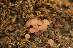 Roseodiscus formosus