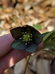 Helleborus atrorubens