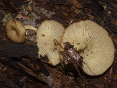 Pseudoarmillariella ectypoides