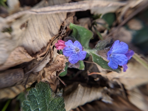 pľúcnik (Pulmonaria)