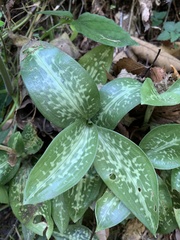 Goodyera daibuzanensis