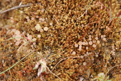 Roseodiscus formosus