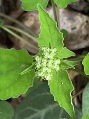 Valeriana hsui