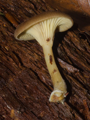 Pseudoarmillariella ectypoides