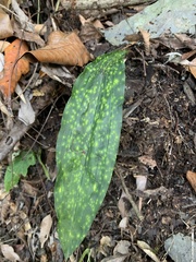 Cremastra appendiculata