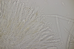 Roseodiscus formosus