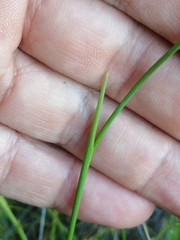 Gladiolus nigromontanus