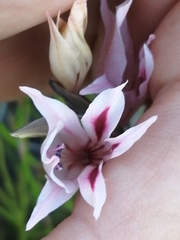 Gladiolus nigromontanus