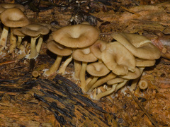 Pseudoarmillariella ectypoides