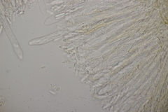 Roseodiscus formosus