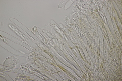 Roseodiscus formosus