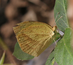 Eurema laeta laeta