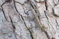 Anolis ortonii