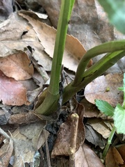 Cremastra appendiculata