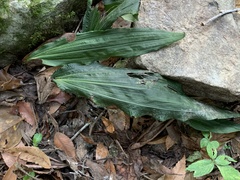 Cremastra appendiculata