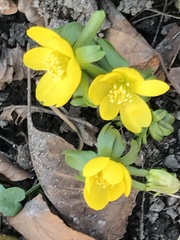 Eranthis hyemalis