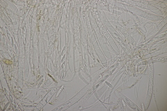 Roseodiscus formosus