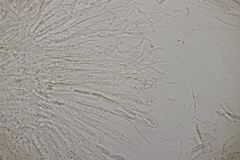 Roseodiscus formosus