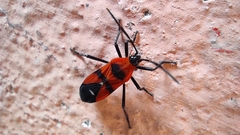 Oncopeltus nigriceps