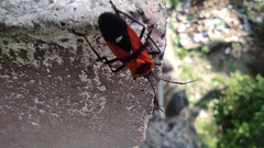 Oncopeltus nigriceps