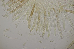 Roseodiscus formosus