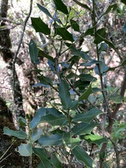 Maytenus ilicifolia