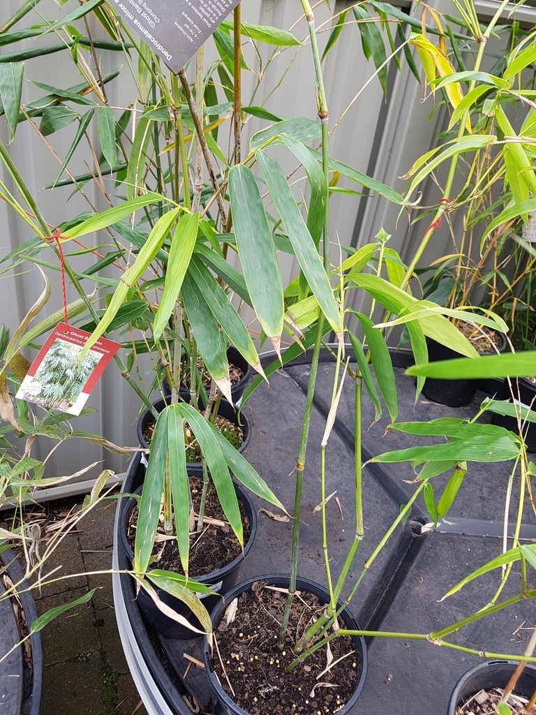 Dendrocalamus minor